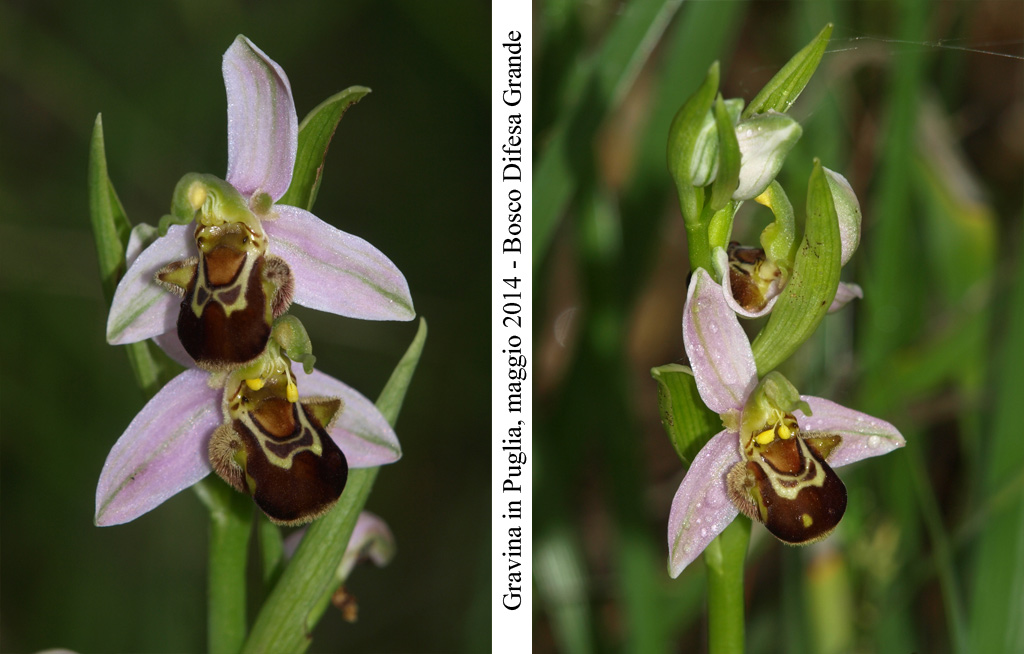Ophrys-apifera-5.jpg