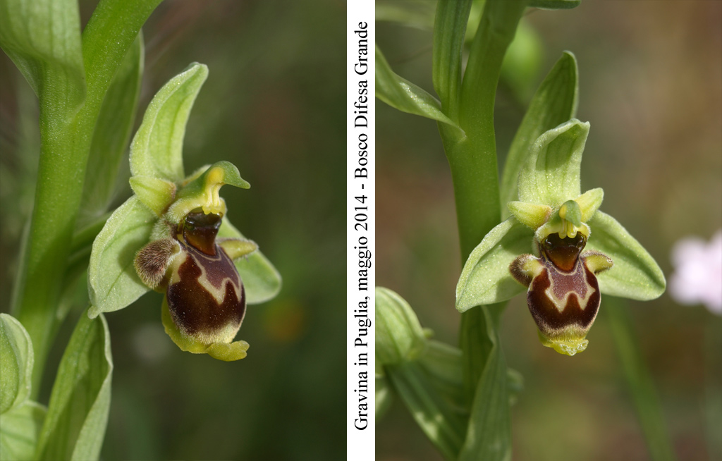 Ophrys-conradiae---8.jpg
