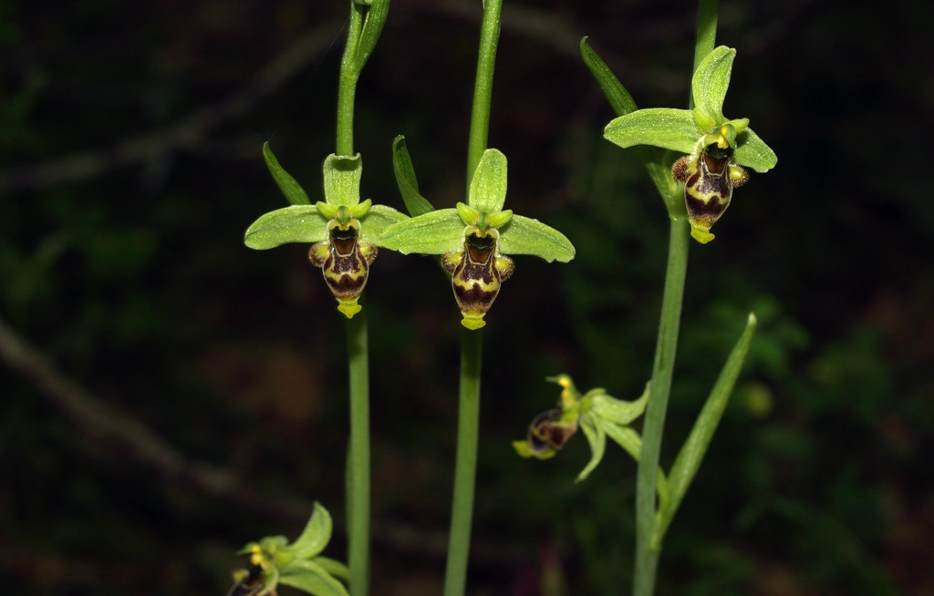 Ophrys-conradiae---3_1.jpg