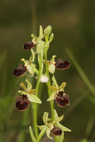 Oph. aranif. sl. Ortona Aq. .jpg