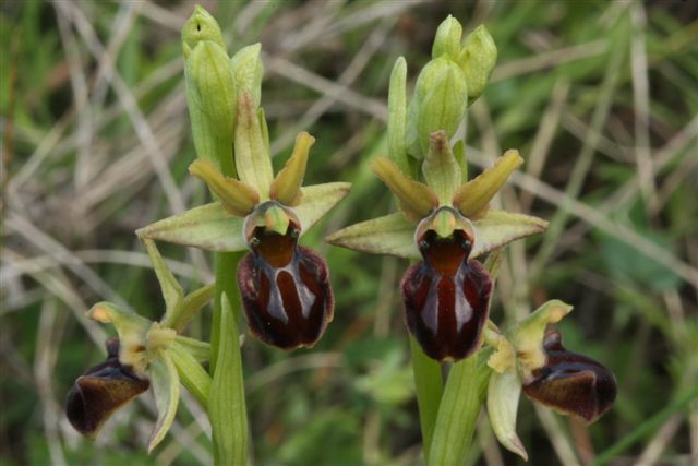 Oph. aranif. sl. Sulmona Aq..jpg