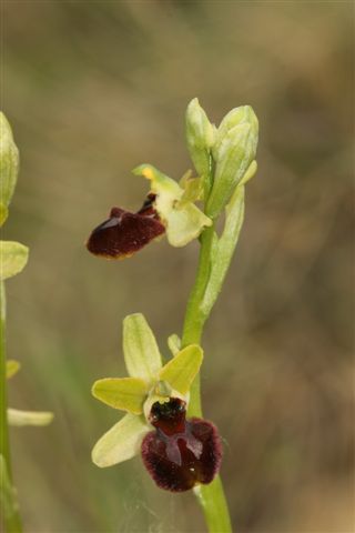 Oph. aranif. sl. Ortona Aq...jpg