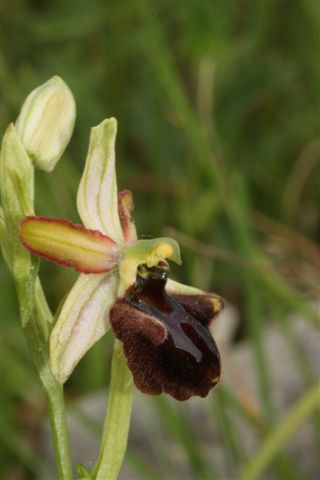 Oph. aranif. sl. Barrea Aq...jpg