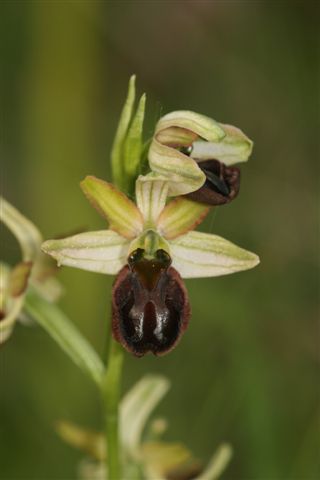 Oph. aranif. sl. Barrea Aq..jpg