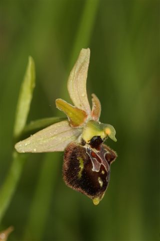 Oph aran sl.x grac.  Ortona M. Aq .jpg