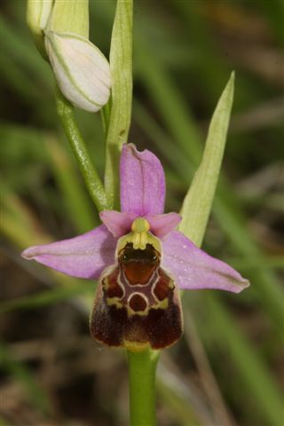 Oph. grac. Ortona Aq...jpg