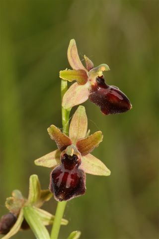 Oph. aran sl. Ortona M. Aq. .jpg