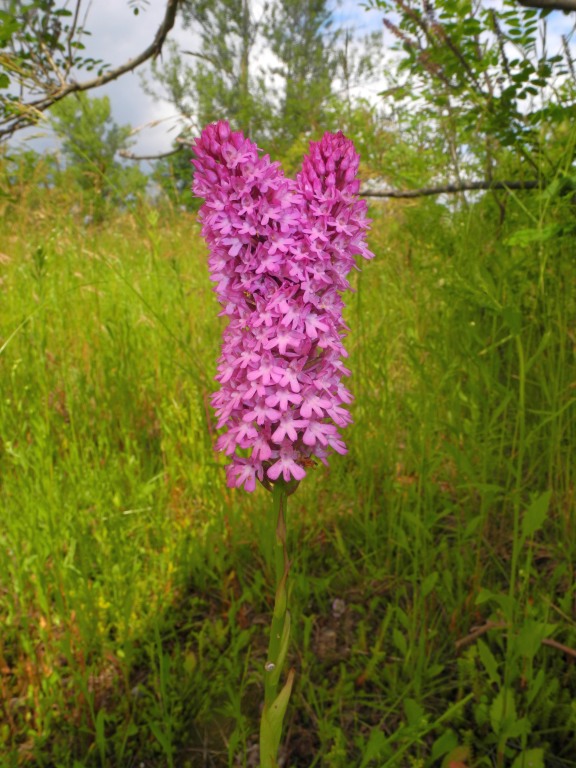 DSCN7205.JPG