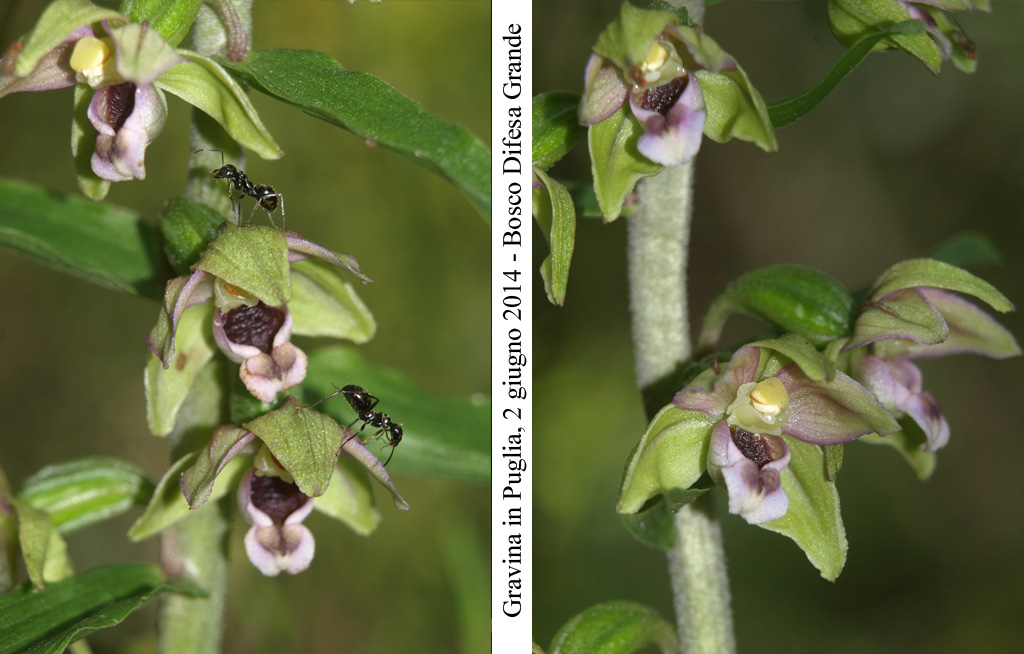 Epipactis-helleborine-4.jpg