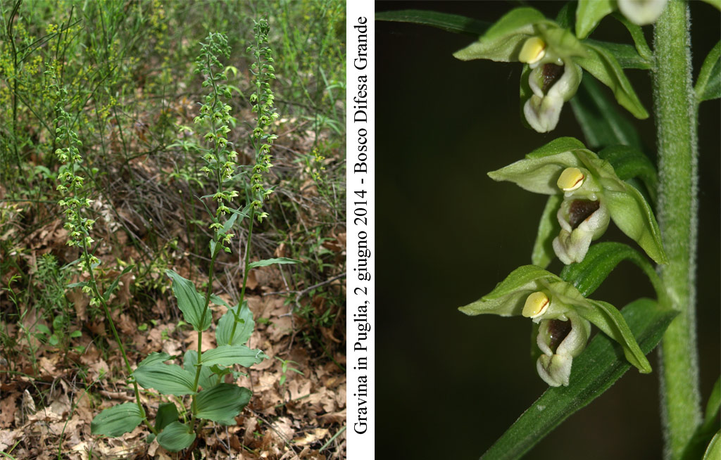 Epipactis-helleborine-2.jpg