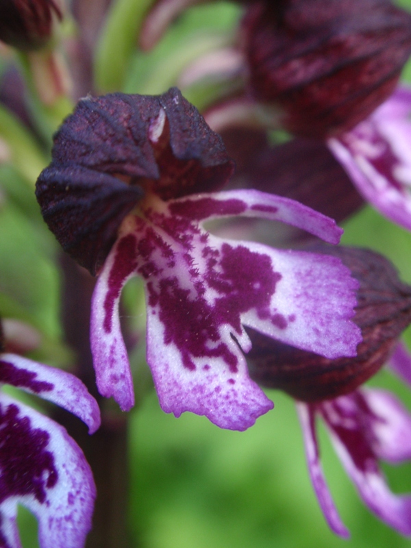 Orchis purpurea 4.JPG