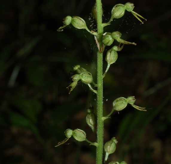 Listera ovata 000 - Copia.JPG