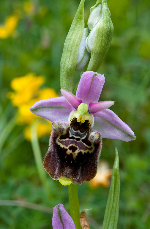 Ophrys-holosericea-subsp-dinarica-338_40_2014.jpg