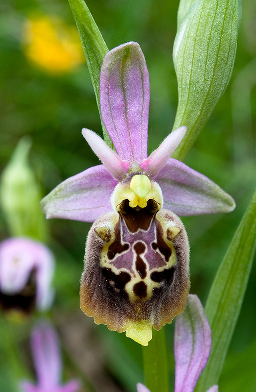 Ophrys-holosericea-subsp-dinarica-327_29_2014.jpg