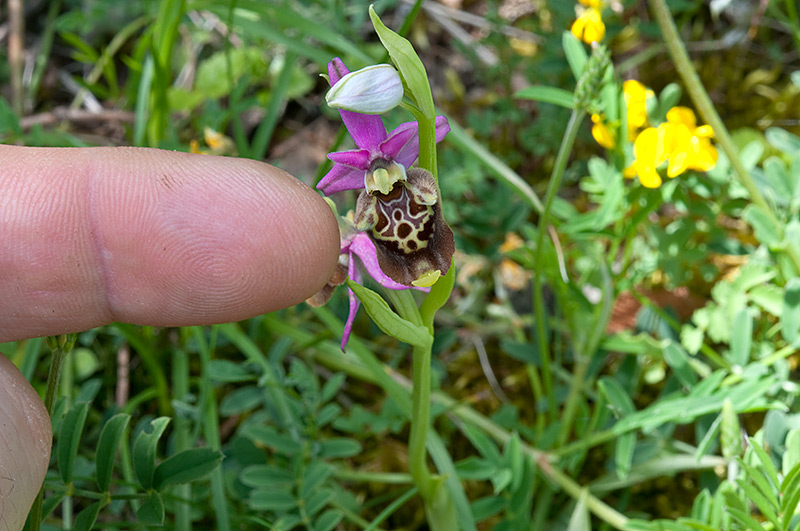 Ophris-holosericea-subsp-dinarica-804_2014.jpg