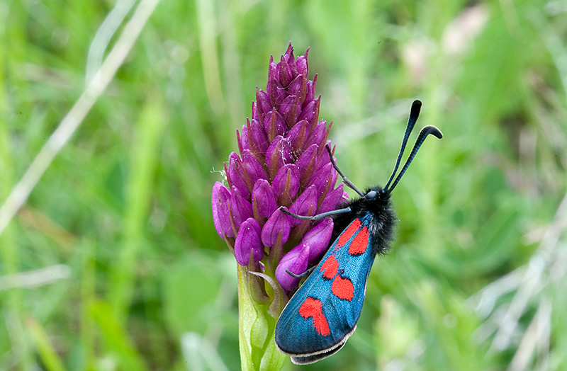 Anacamptis-pyramidalis-579_81_2014.jpg