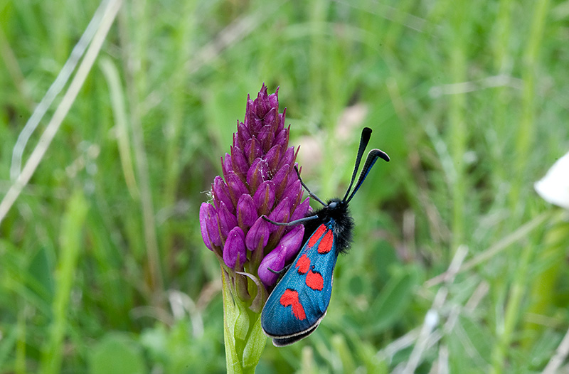 Anacamptis-pyramidalis-576_78_2014.jpg