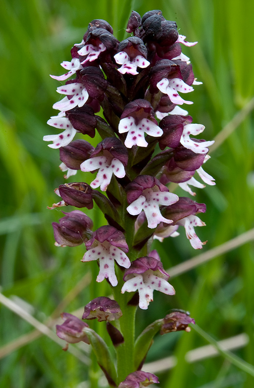 Neotinea-ustulata-617_19_2014.jpg