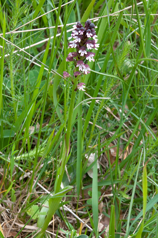 Neotinea-ustulata--610_2014.jpg