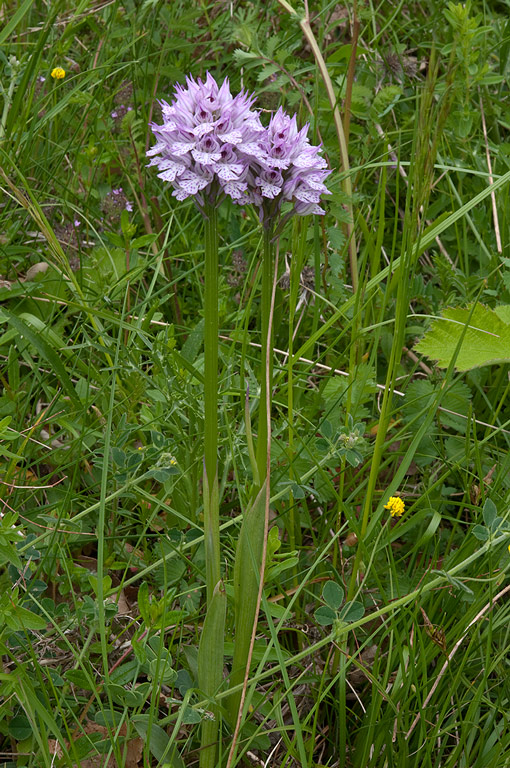 Neotinea-tridentata-520_2014.jpg