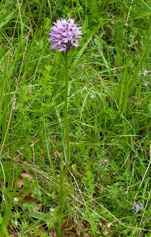 Orchis-x-dietrichiana-485_86_2014.jpg