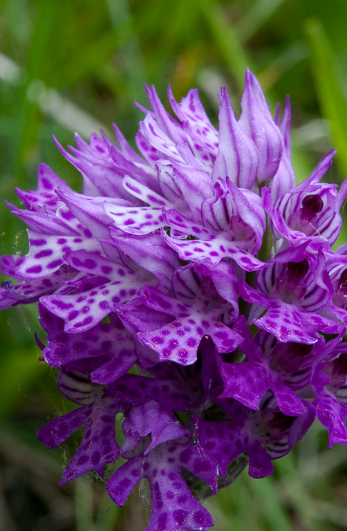 Orchis-x-dietrichiana-604_08_2014.jpg