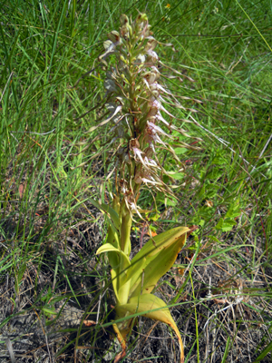 Himantoglossum-irc.-008.jpg