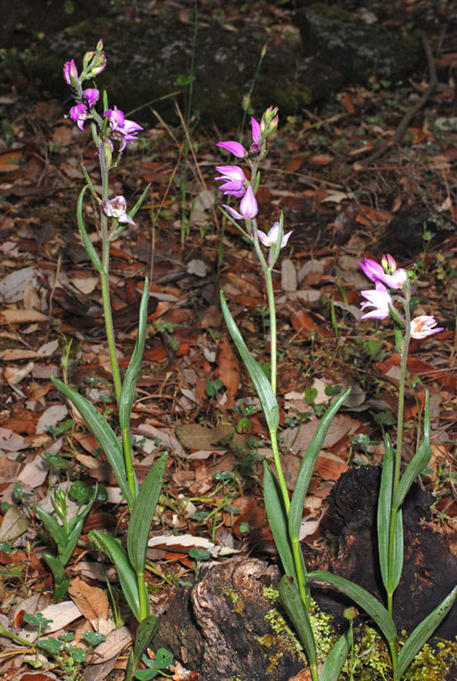 Cephalanthera rubra (1).jpg