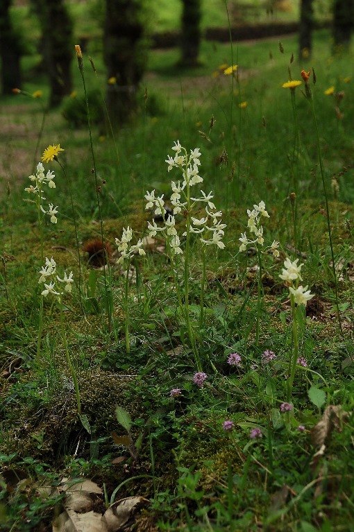 Orchis provincialis 6869 - Copia.JPG