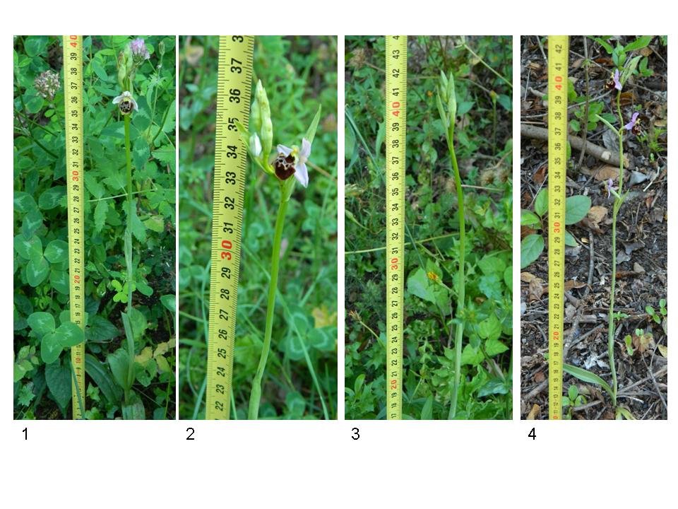 ophrys.jpg