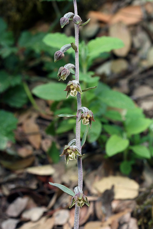 2m-epipactis microphylla.jpg