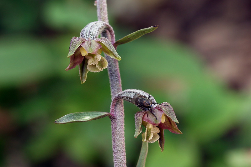 4m-epipactis microphylla.jpg