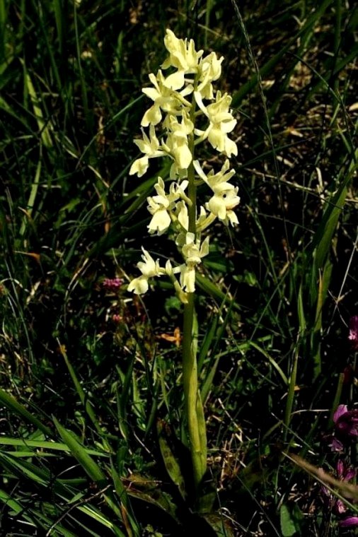Orchis provincialis 1682.JPG