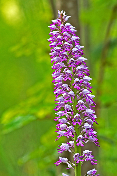 Orchis militaris  01.jpg