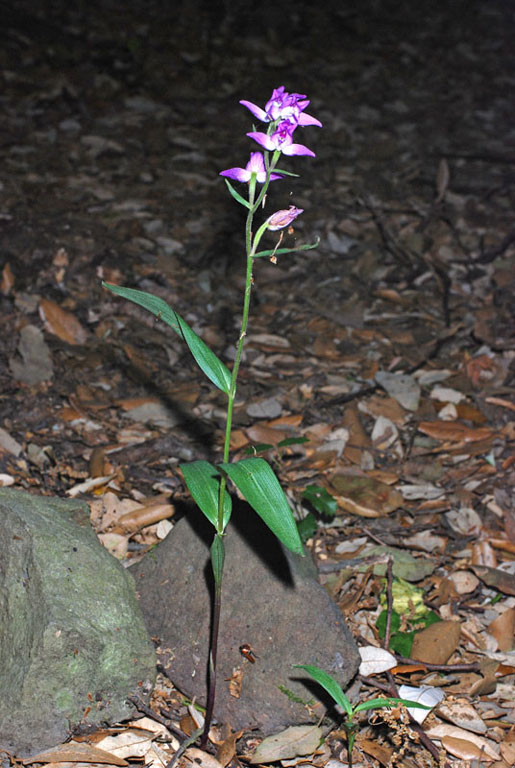 Cephalanthera rubra (2).jpg