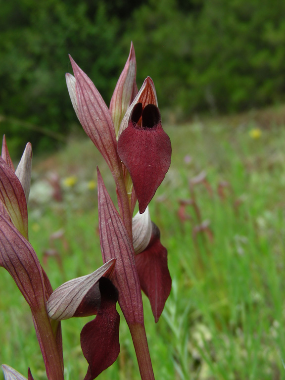 1 Molini di Triora 18052008.jpg