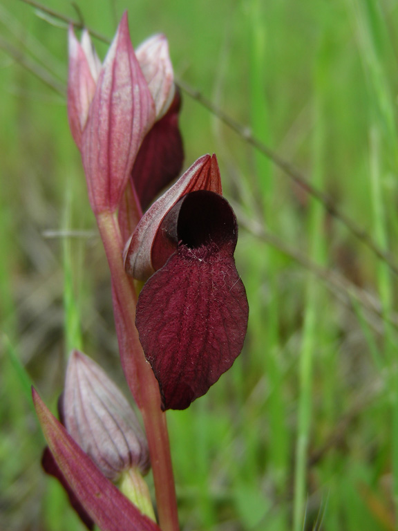 2 Molini di Triora 18052008.jpg