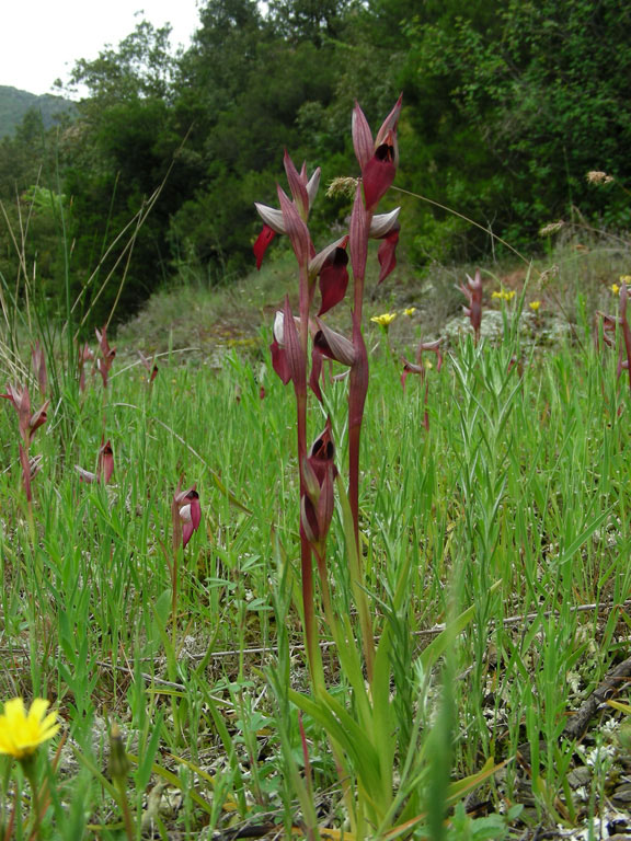 3 Molini di Triora 18052008.jpg