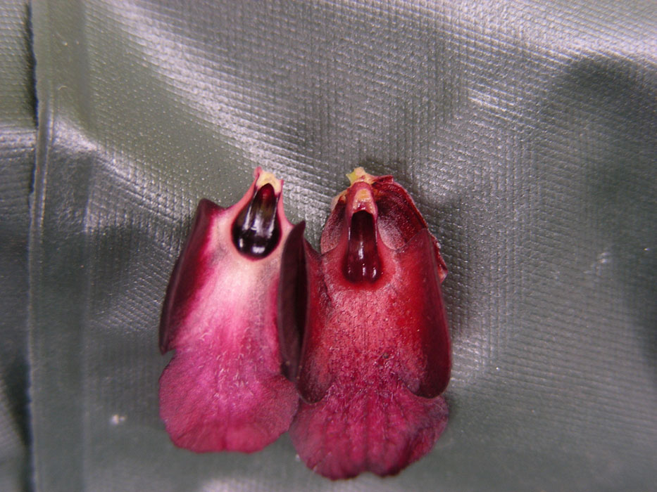 4 Molini di Triora 18052008.jpg