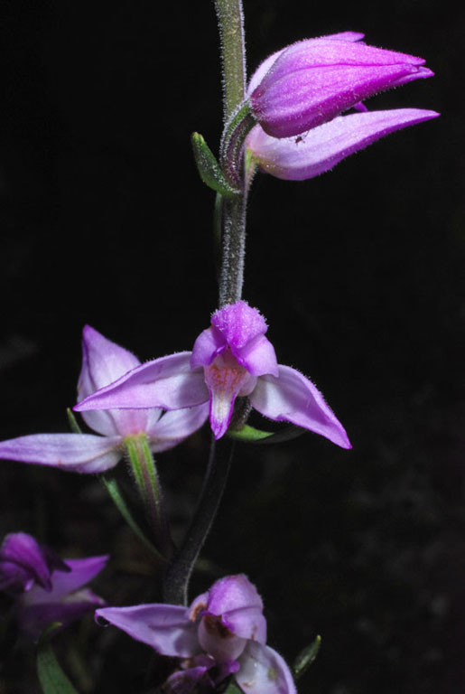 Cephalanthera rubra (3).jpg