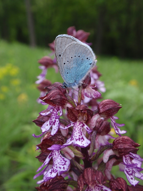 Lycaenidae.JPG