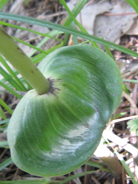 1-IMG_9827.JPG