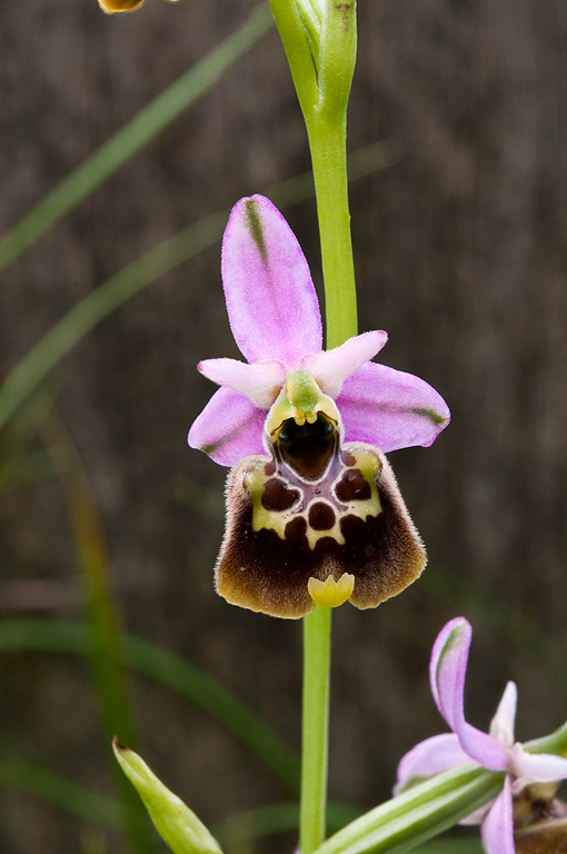 Ophrys-appennina-1_2014.jpg