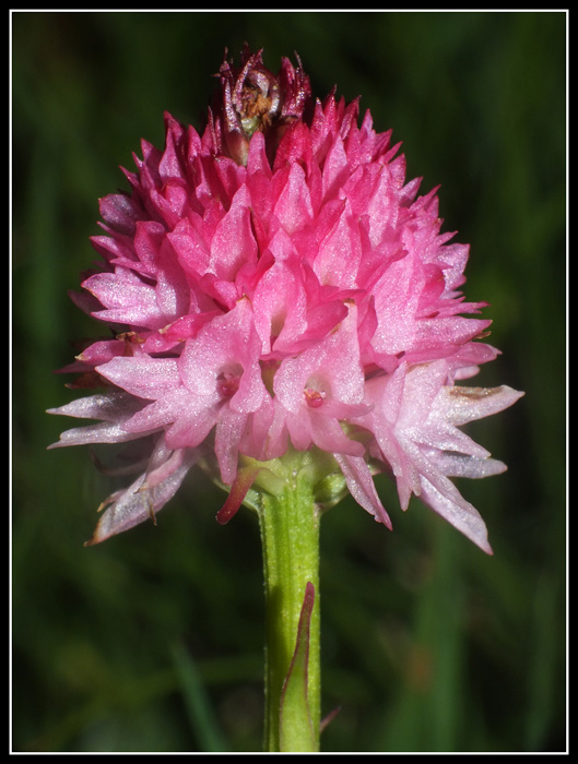 DSCF2357.jpg