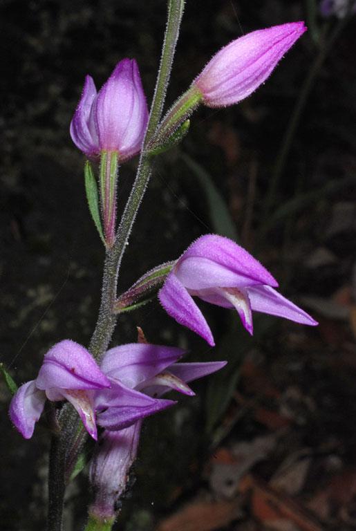 Cephalanthera rubra (4).jpg