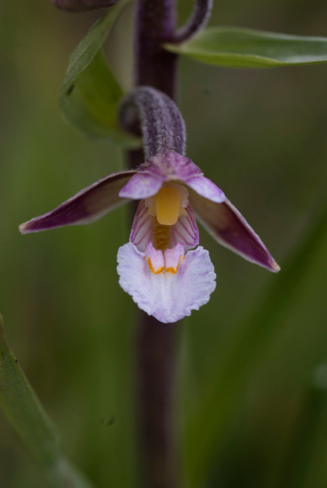 Epipactis-palustris-4.jpg