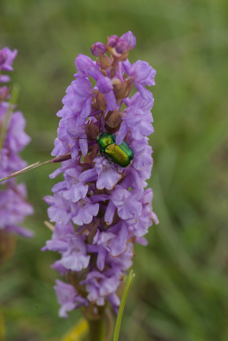 Cryptocephalus-samniticus-Leonardi-&-Sassi.jpg