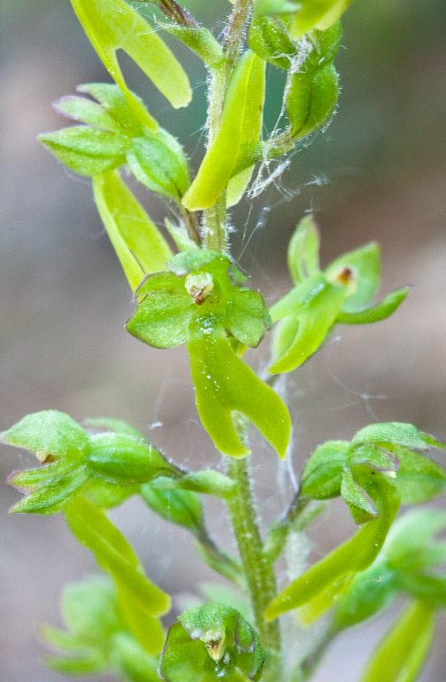 Listera-ovata-1545_47_2014.jpg