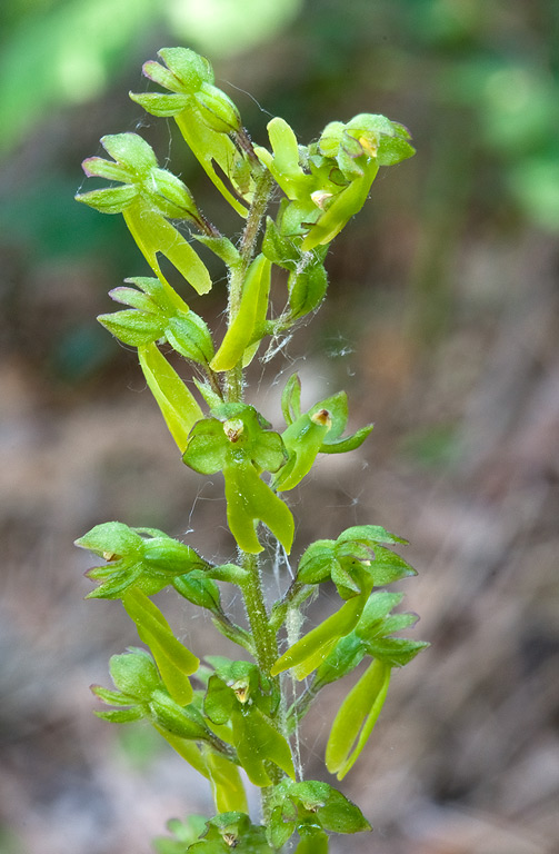 Listera-ovata-1540_44_2014.jpg