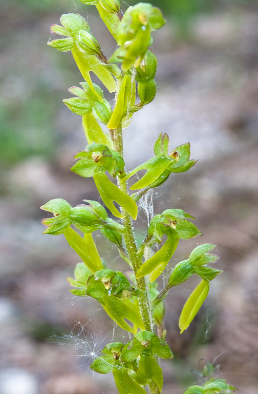 Listera-ovata-1531_32_2014.jpg